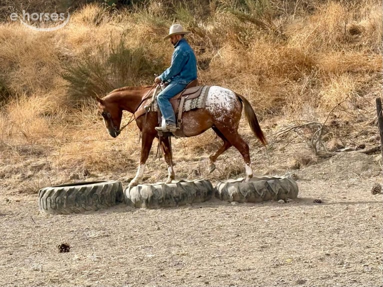 Appaloosa Caballo castrado 9 años Alazán rojizo in Tres Pinos