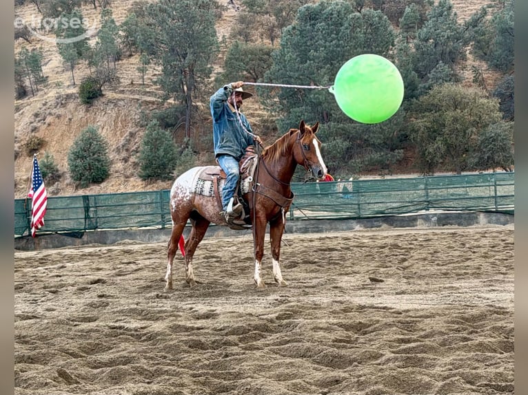 Appaloosa Caballo castrado 9 años Alazán rojizo in Tres Pinos