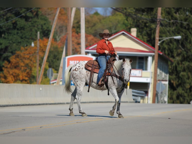 Appaloosa Caballo castrado 9 años Alazán-tostado in Clarion