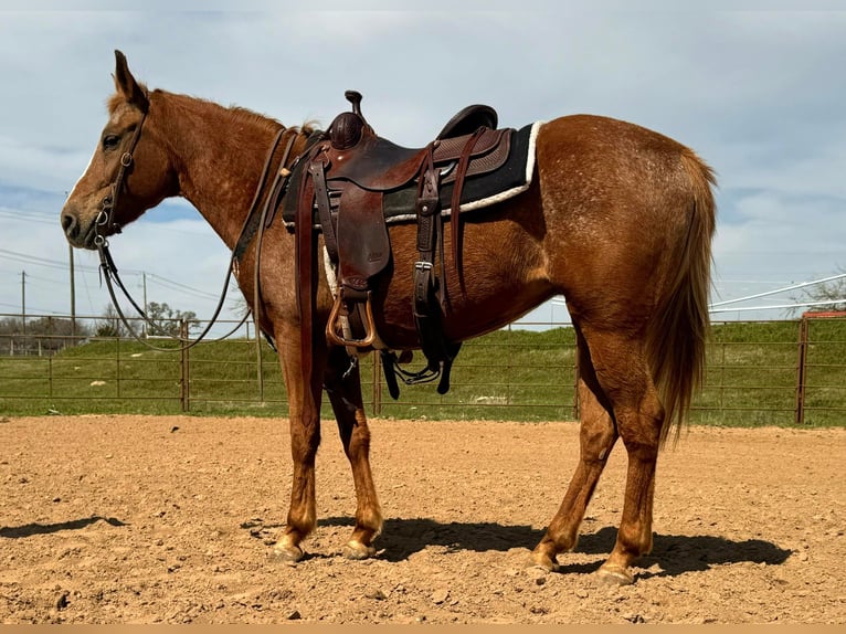 Appaloosa Caballo castrado 9 años Alazán-tostado in Weatherford TX