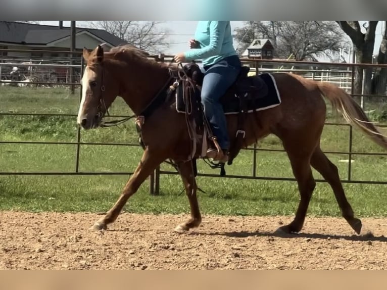 Appaloosa Caballo castrado 9 años Alazán-tostado in Weatherford TX