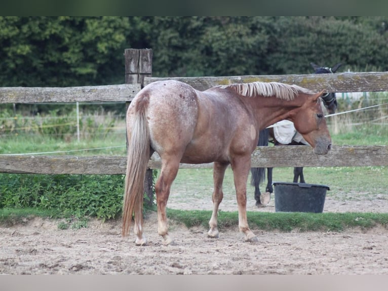 Appaloosa Mestizo Caballo castrado 9 años in Samerberg