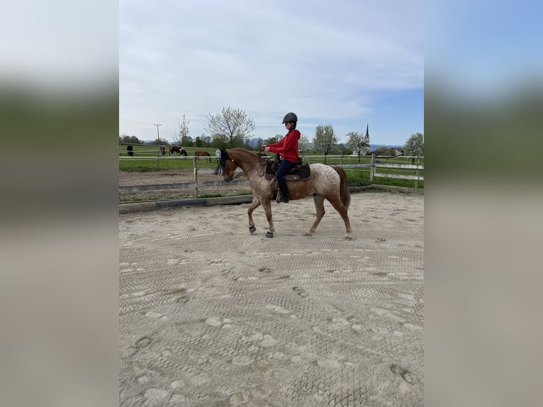 Appaloosa Mestizo Caballo castrado 9 años in Samerberg