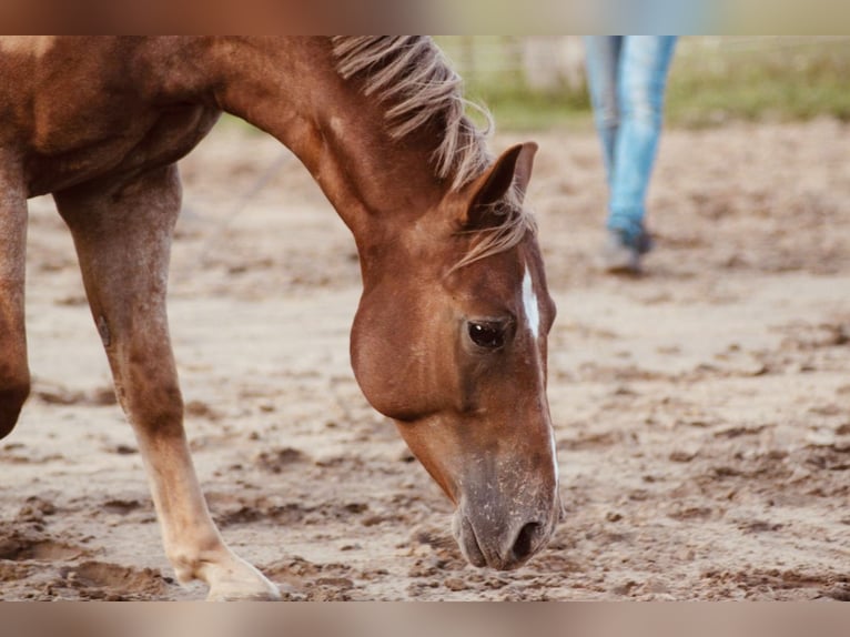 Appaloosa Mestizo Caballo castrado 9 años in Samerberg