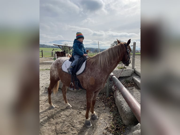 Appaloosa Mestizo Caballo castrado 9 años in Samerberg