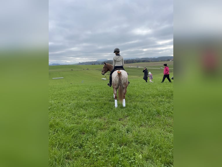 Appaloosa Mestizo Caballo castrado 9 años in Samerberg