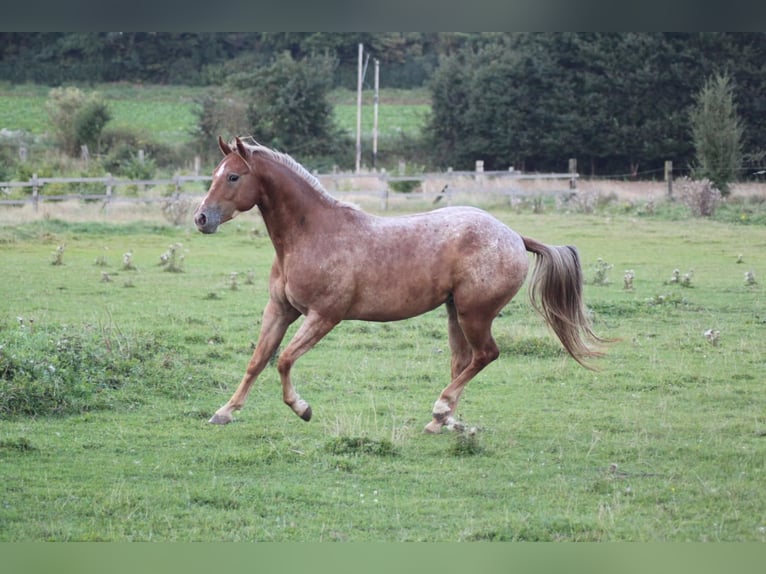 Appaloosa Mestizo Caballo castrado 9 años in Samerberg