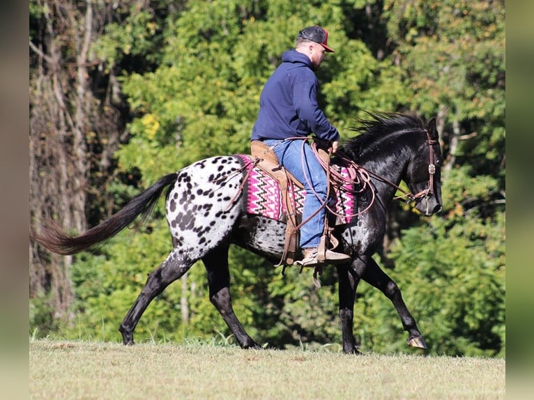 Appaloosa Caballo castrado 9 años Negro in Brodhead KY