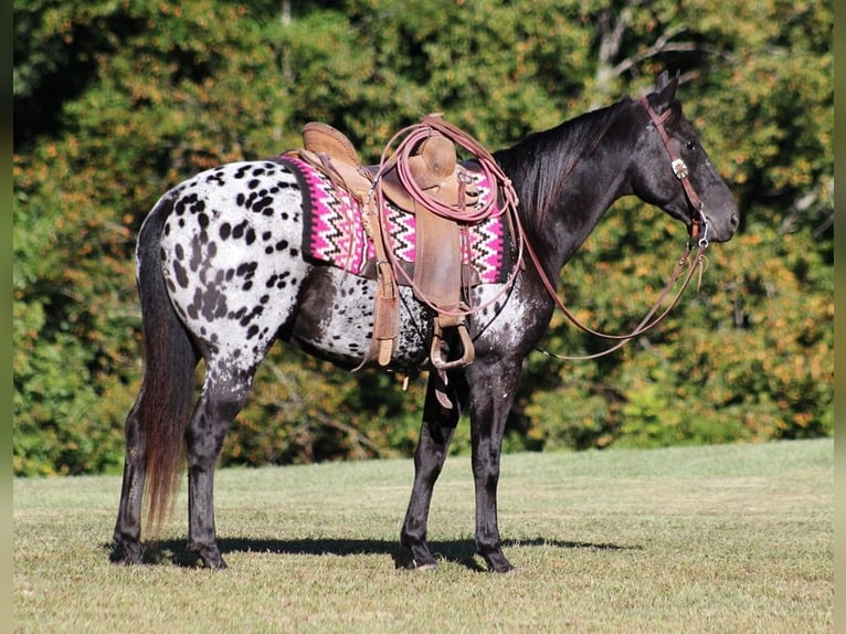 Appaloosa Caballo castrado 9 años Negro in Brodhead KY