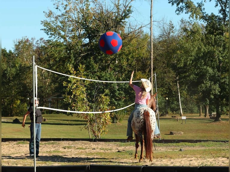 Appaloosa Castrone 10 Anni 147 cm Sauro scuro in Quitman
