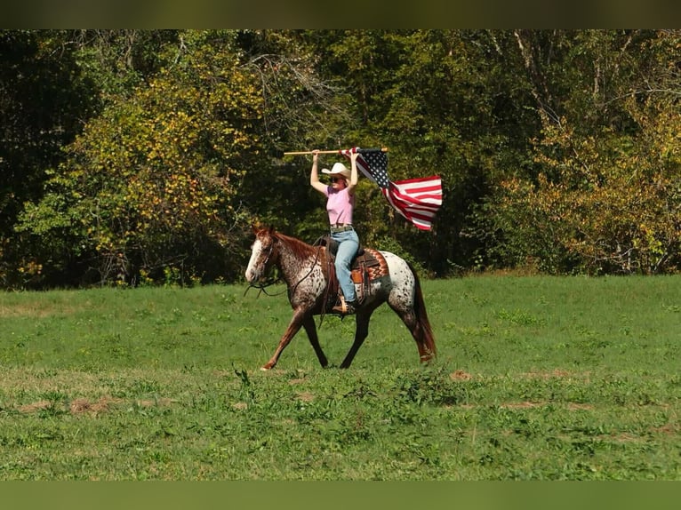 Appaloosa Castrone 10 Anni 147 cm Sauro scuro in Quitman Appaloosa Castrone 10 Anni 147 cm Sauro scuro in Quitman