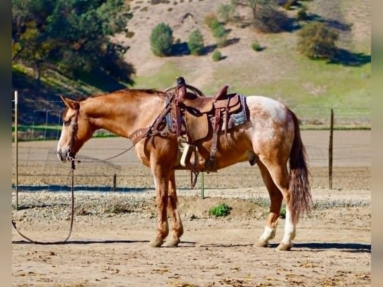 Appaloosa Castrone 10 Anni 150 cm Falbo in Pearce