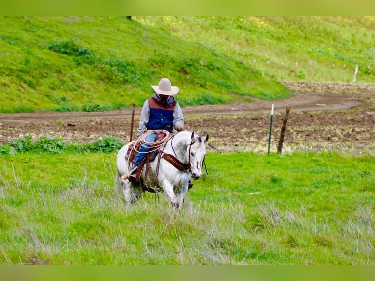 Appaloosa Castrone 10 Anni 150 cm Grigio in Tres Pinos