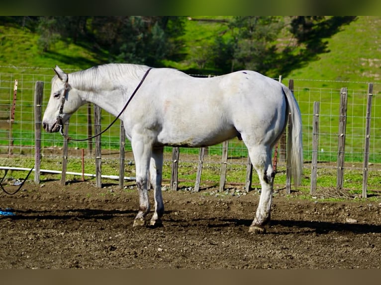 Appaloosa Castrone 10 Anni 150 cm Grigio in Tres Pinos