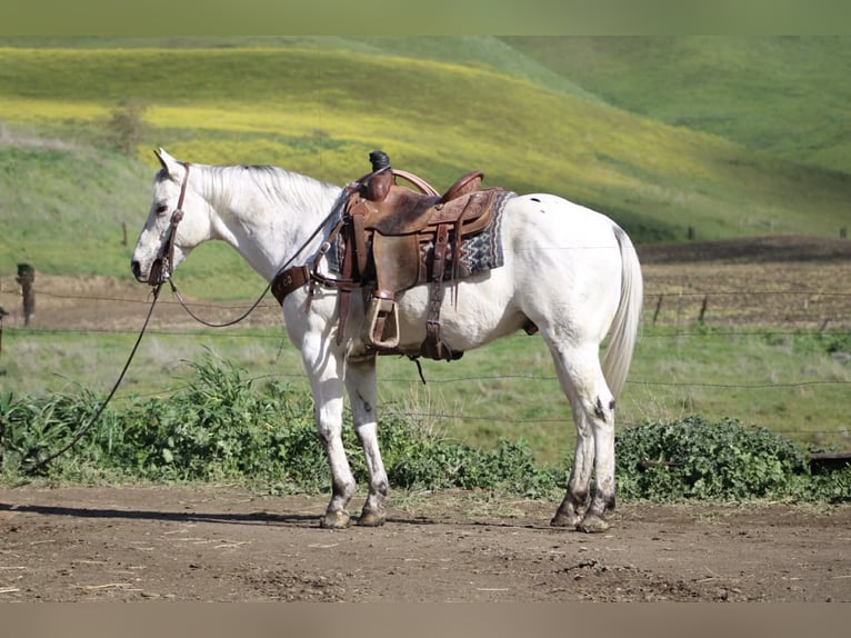 Appaloosa Castrone 10 Anni 150 cm Grigio in Tres Pinos
