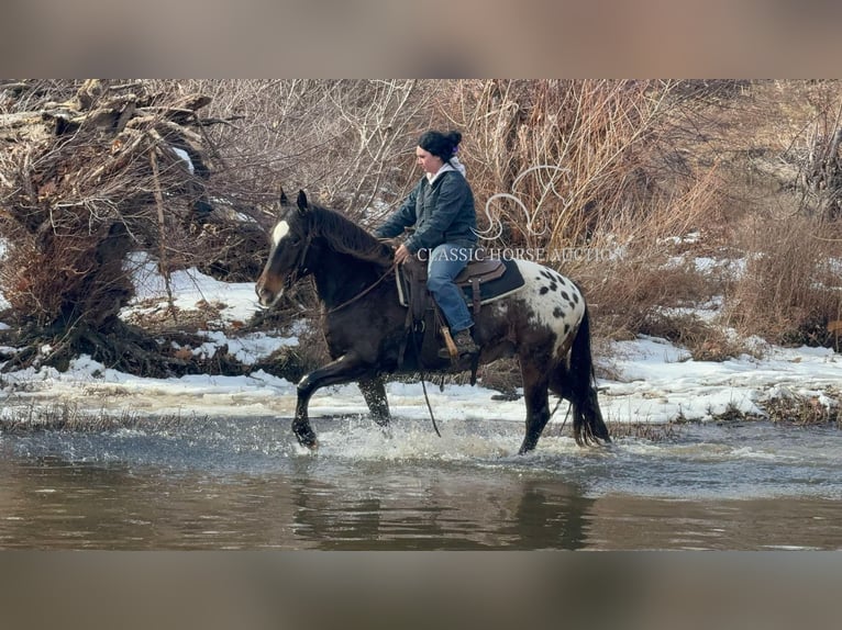 Appaloosa Castrone 10 Anni 152 cm Baio ciliegia in Sheldon, MO