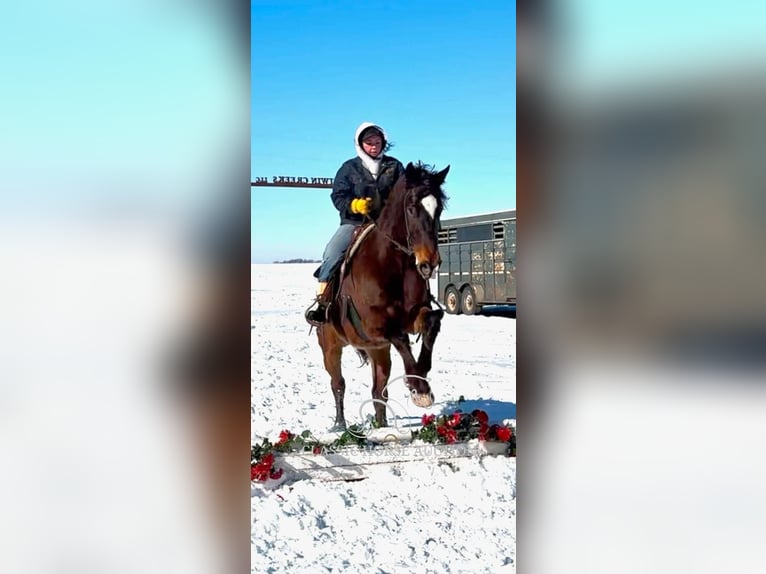 Appaloosa Castrone 10 Anni 152 cm Baio ciliegia in Sheldon, MO