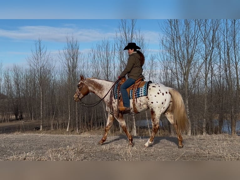 Appaloosa Castrone 10 Anni 152 cm in Joice, IA