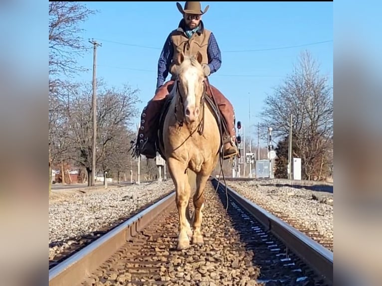 Appaloosa Castrone 10 Anni 152 cm Palomino in Robards, KY