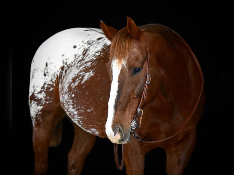 Appaloosa Castrone 10 Anni 152 cm in Shippenville, PA