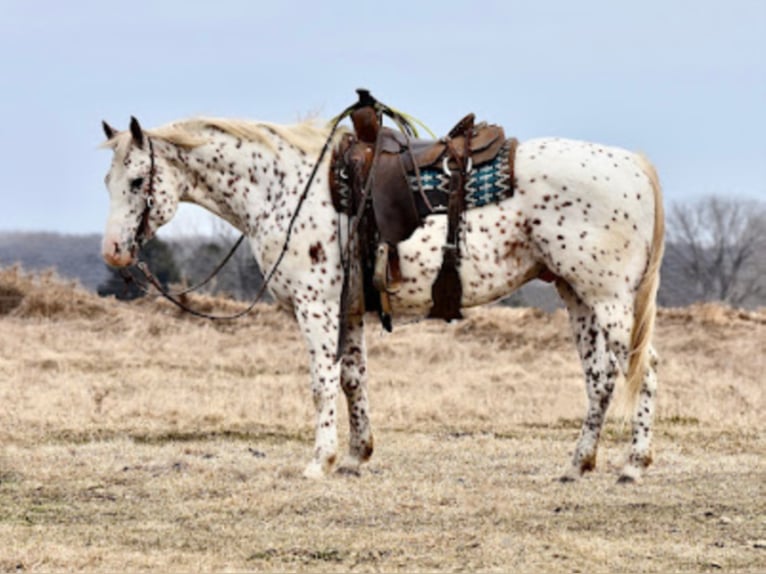 Appaloosa Castrone 10 Anni 152 cm Sauro ciliegia in Baldwin Wisconsin