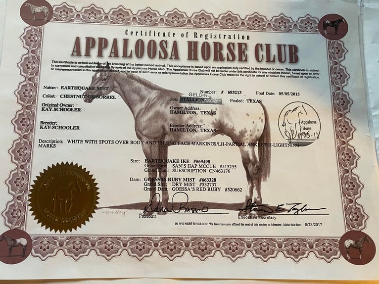 Appaloosa Castrone 10 Anni 152 cm Sauro ciliegia in Whitesboro TX