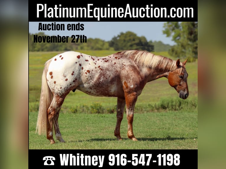 Appaloosa Castrone 10 Anni 152 cm Sauro ciliegia in Whitesboro TX