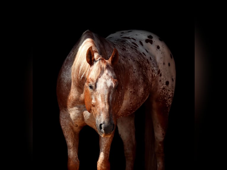 Appaloosa Castrone 10 Anni 152 cm Sauro ciliegia in Whitesboro TX