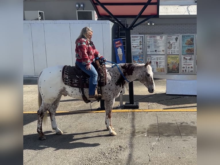 Appaloosa Castrone 10 Anni 152 cm Sauro scuro in Henderson