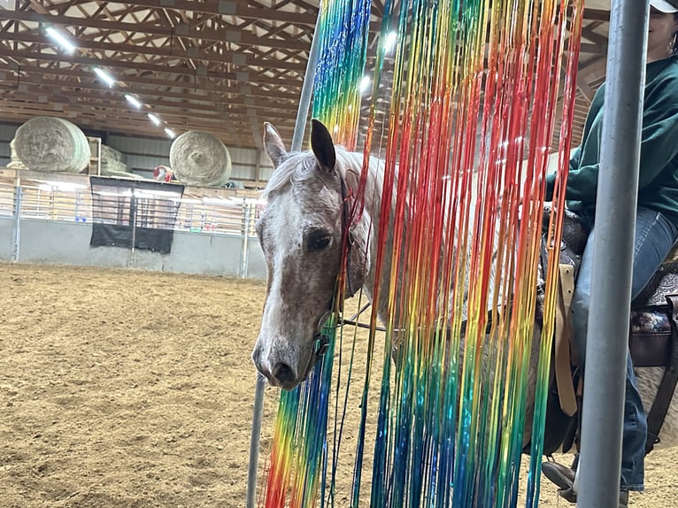 Appaloosa Castrone 10 Anni 152 cm Sauro scuro in Henderson