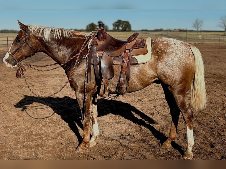 Appaloosa Castrone 10 Anni 155 cm Sauro scuro in Argyle