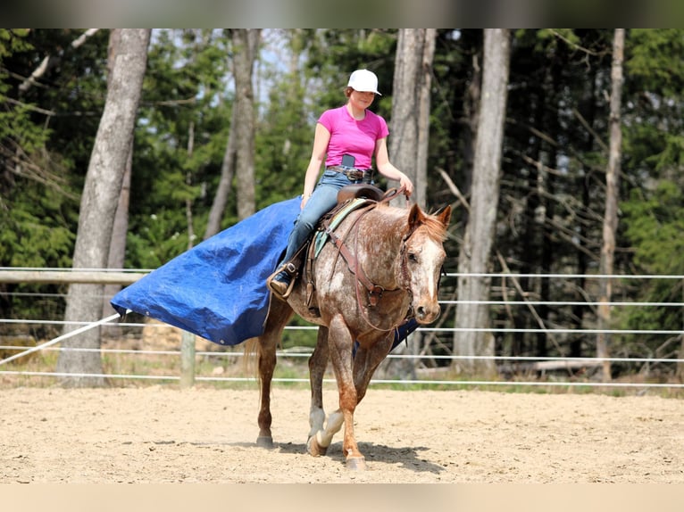 Appaloosa Castrone 10 Anni 157 cm Sauro ciliegia in Clarion, PA