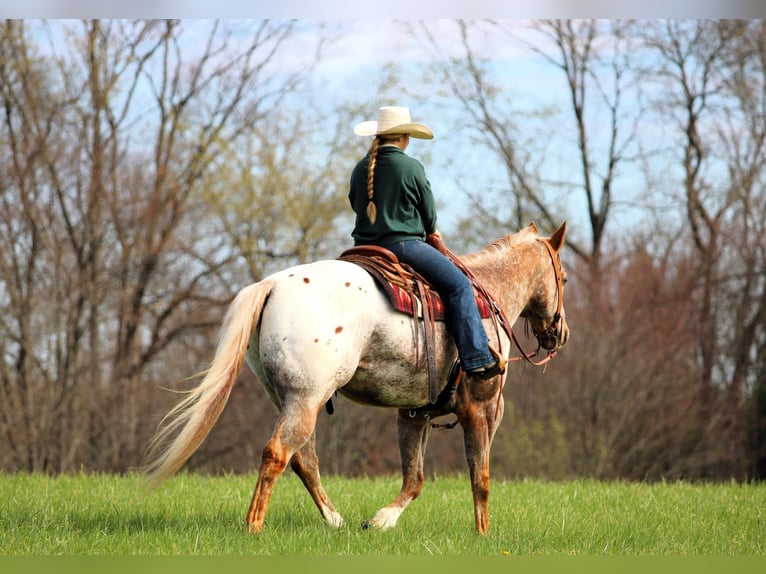 Appaloosa Castrone 10 Anni 157 cm Sauro ciliegia in Clarion, PA