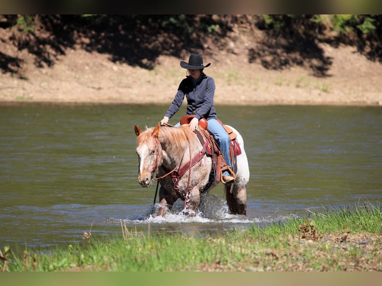 Appaloosa Castrone 10 Anni 157 cm Sauro ciliegia in Clarion, PA