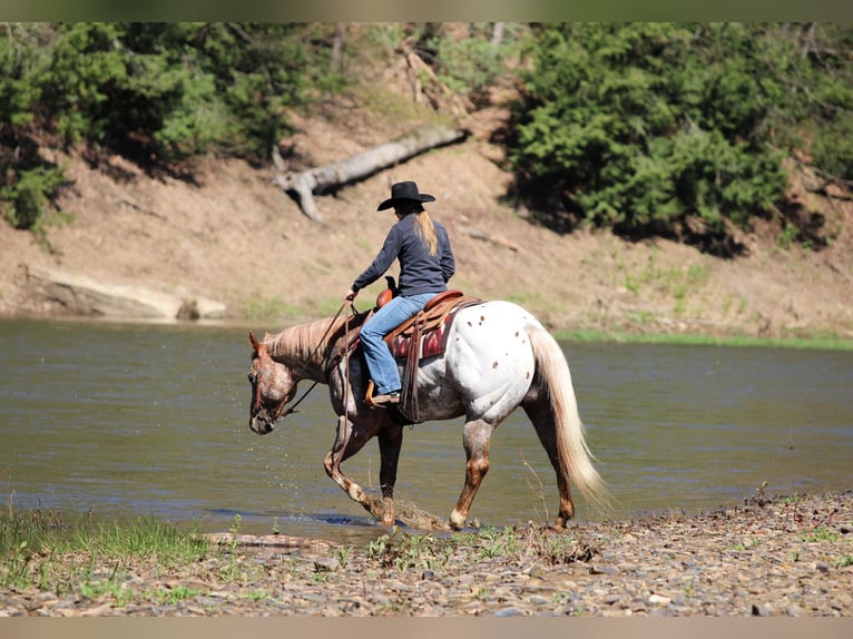 Appaloosa Castrone 10 Anni 157 cm Sauro ciliegia in Clarion, PA