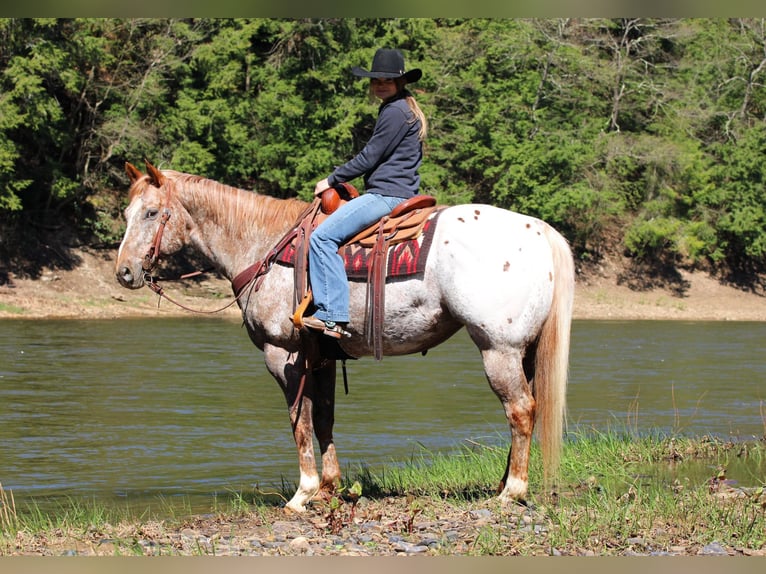 Appaloosa Castrone 10 Anni 157 cm Sauro ciliegia in Clarion, PA