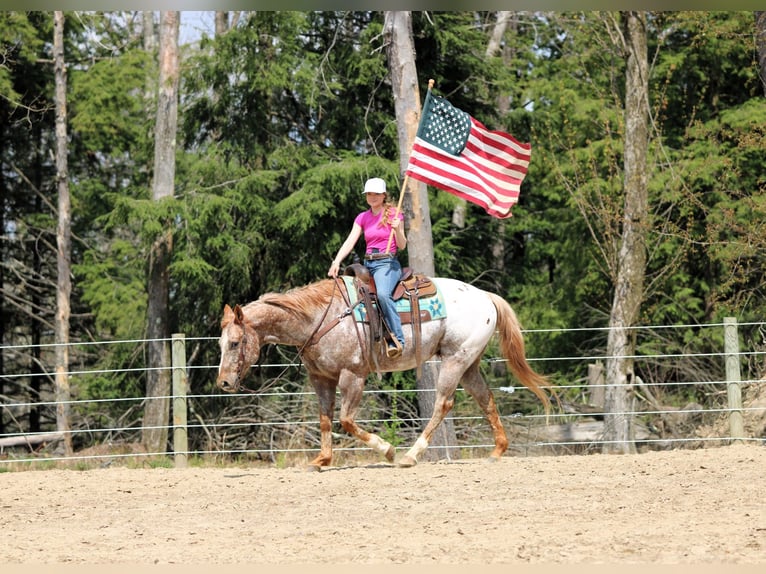 Appaloosa Castrone 10 Anni 157 cm Sauro ciliegia in Clarion, PA