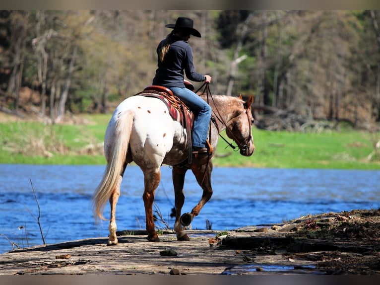 Appaloosa Castrone 10 Anni 157 cm Sauro ciliegia in Clarion, PA