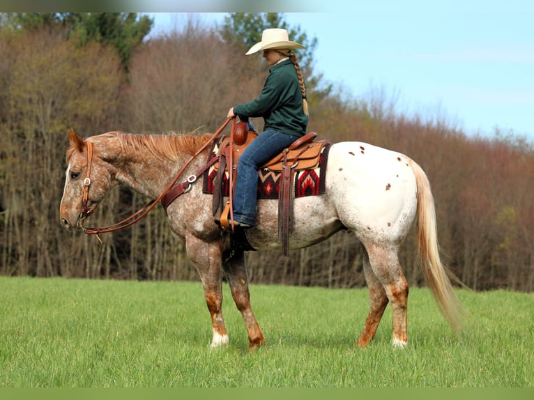 Appaloosa Castrone 10 Anni 157 cm Sauro ciliegia in Clarion, PA