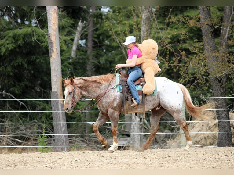 Appaloosa Castrone 10 Anni 157 cm Sauro ciliegia in Clarion, PA
