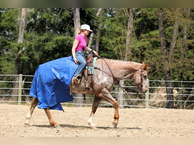 Appaloosa Castrone 10 Anni 157 cm Sauro ciliegia in Clarion, PA