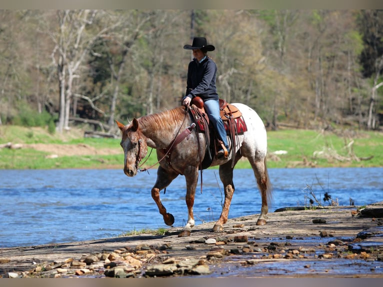 Appaloosa Castrone 10 Anni 157 cm Sauro ciliegia in Clarion, PA