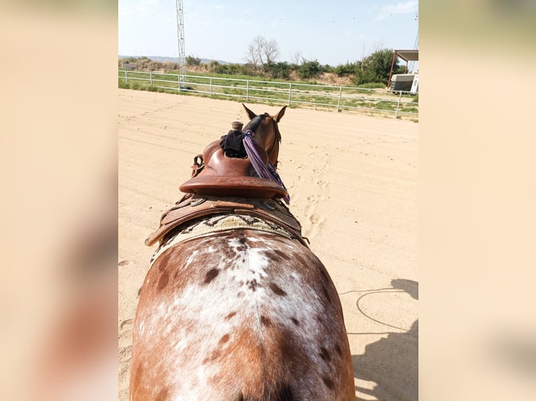 Appaloosa Mix Castrone 10 Anni 160 cm Baio roano in eibar