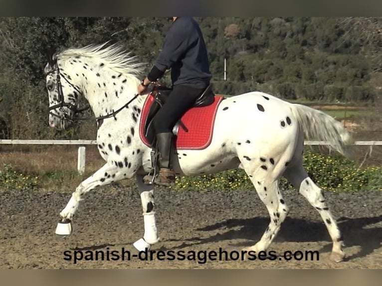 Appaloosa Mix Castrone 10 Anni 160 cm in Barcelona