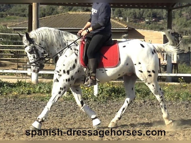 Appaloosa Mix Castrone 10 Anni 160 cm in Barcelona