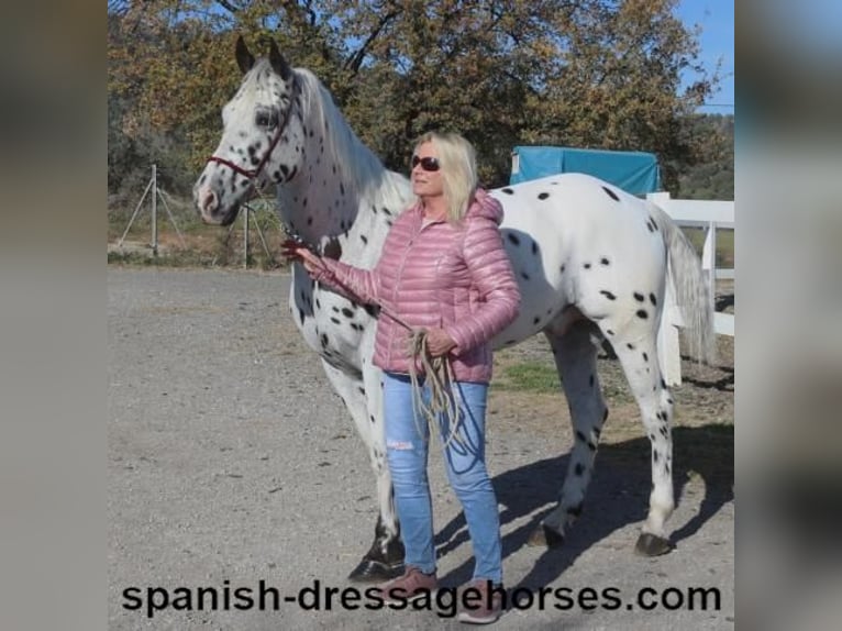 Appaloosa Mix Castrone 10 Anni 160 cm in Barcelona