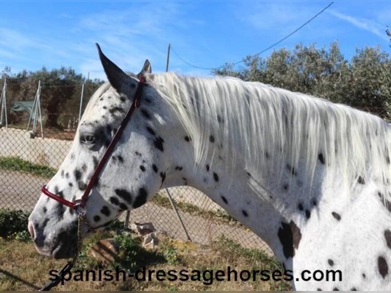 Appaloosa Mix Castrone 10 Anni 160 cm in Barcelona