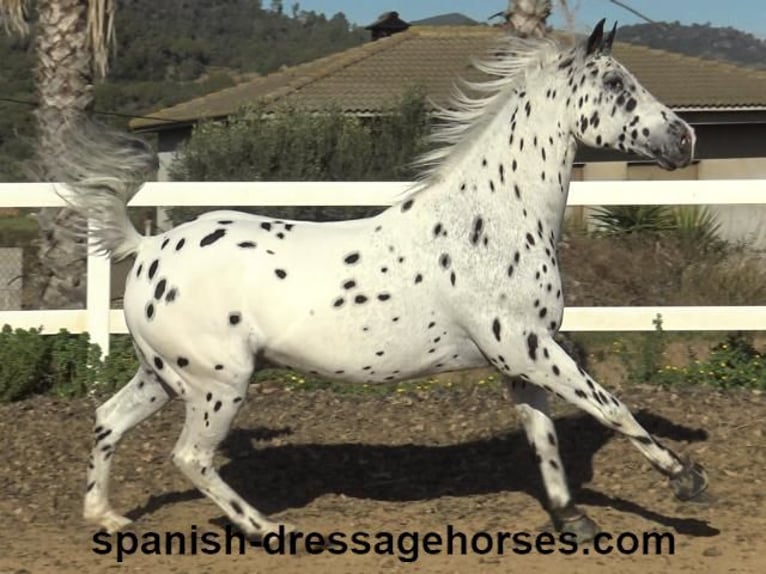 Appaloosa Mix Castrone 10 Anni 160 cm in Barcelona