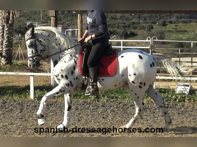 Appaloosa Mix Castrone 10 Anni 160 cm in Barcelona