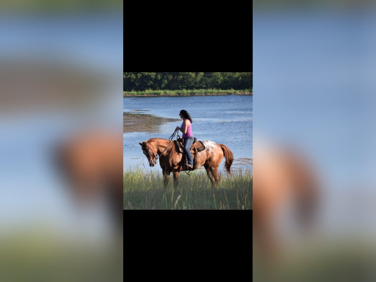 Appaloosa Castrone 10 Anni 160 cm in Crescent, OK